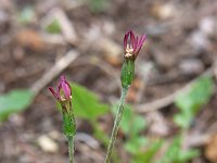 �Z���{������