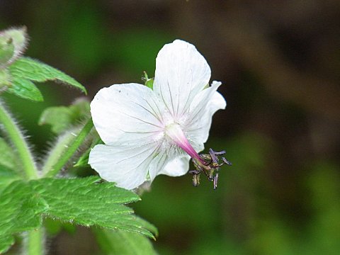 シロバナグンナイフウロ