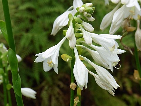 シロバナタチギボウシ