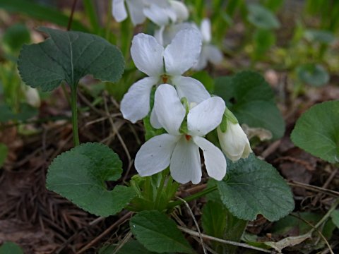 シロバナタチツボスミレ