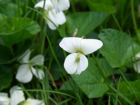 ビオラソロリア’スノープリンセス’