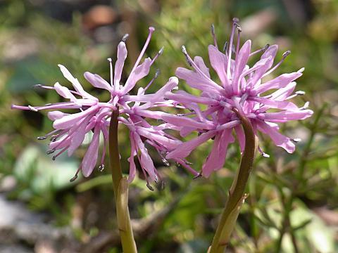 ショウジョウバカマ