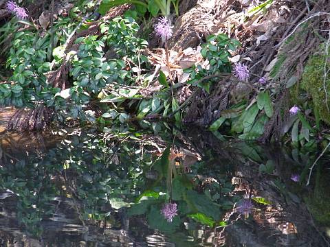 ショウジョウバカマ