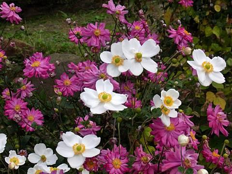 シュウメイギク