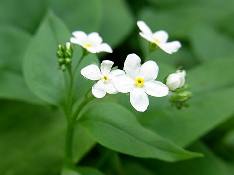 タチカメバソウ