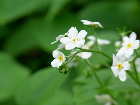 タチカメバソウ