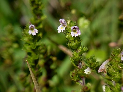 タチコゴメバナ