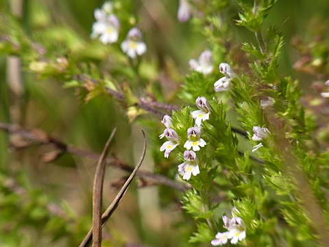 タチコゴメバナ
