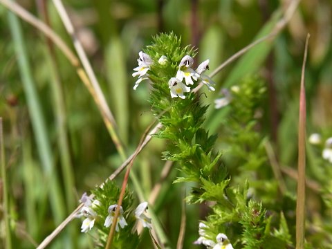タチコゴメバナ