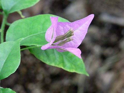 テリハイカダカズラ