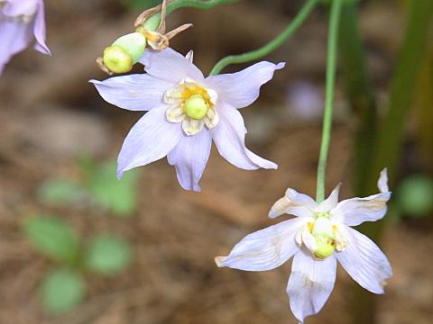 トガクシショウマ