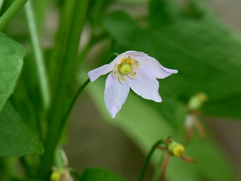 トガクシショウマ