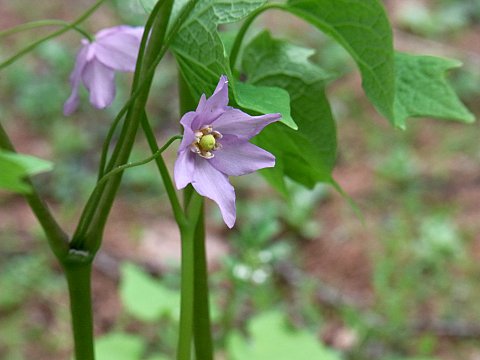 トガクシショウマ