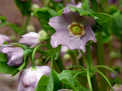 トガクシショウマ