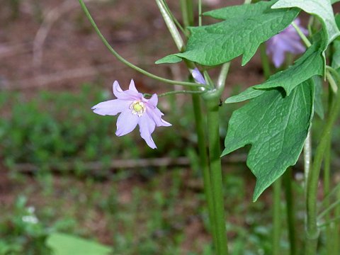 トガクシショウマ