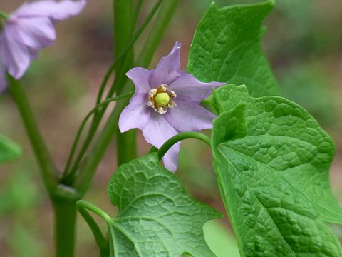 トガクシショウマ