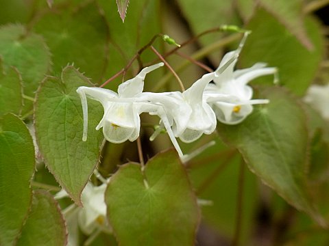 �g�L���C�J���\�E