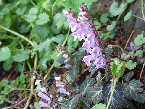 トウゴクシソバタツナミ