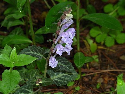 トウゴクシソバタツナミ
