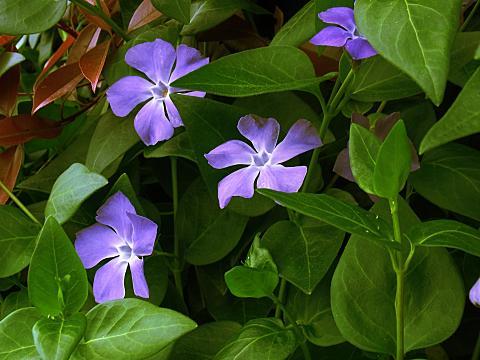 ツルニチニチソウ