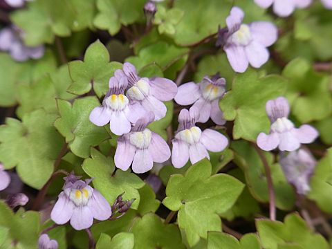 ツタバウンラン