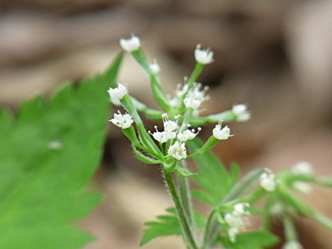 ���u�j���W��