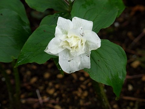 ヤエザキエンレイソウ