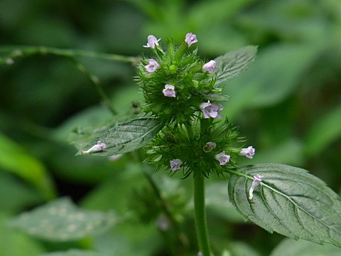 ヤマクルマバナ