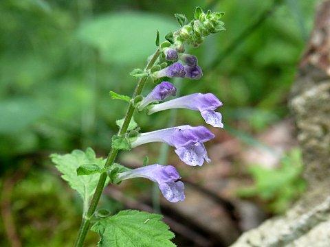 ヤマタツナミソウ