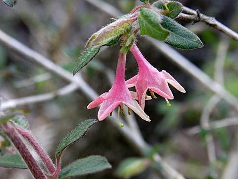 ヤマウグイスカグラ ヤマウグイスカグラ