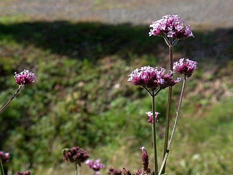 ヤナギハナガサの花