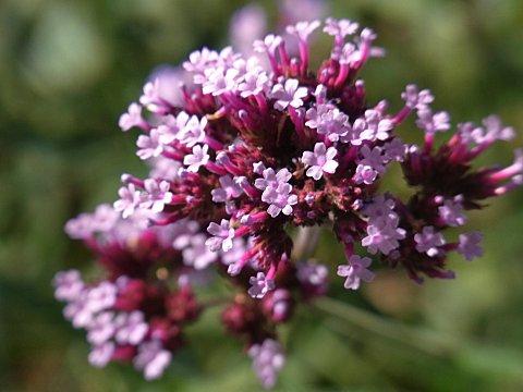 ヤナギハナガサの花
