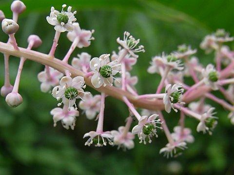 ヨウシュヤマゴボウ