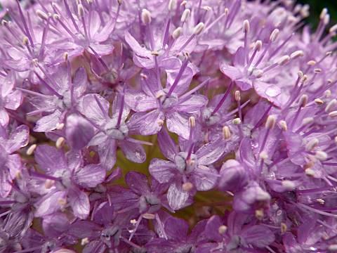 アリウム・ギガンテウム