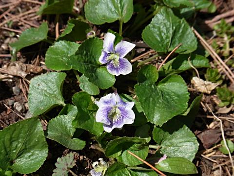 アメリカスミレサイシン