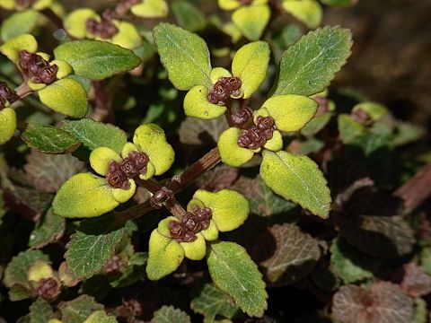 ボタンネコノメソウ