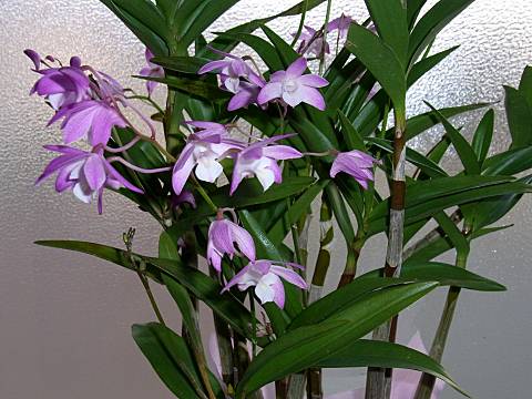 デンドロビウム