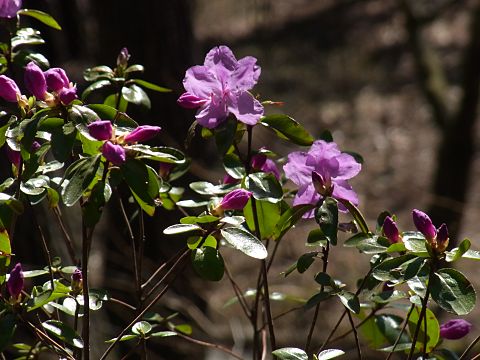 エゾムラサキツツジ