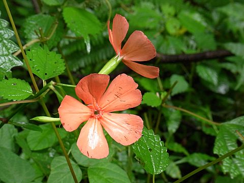 フシグロセンノウ