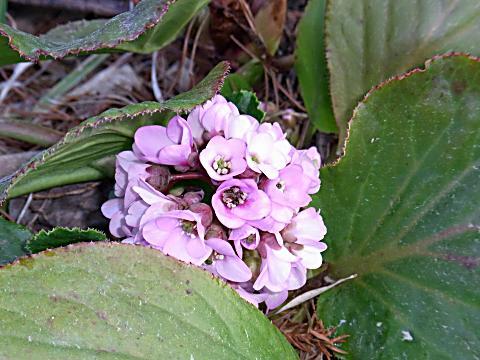 ヒマラヤユキノシタ