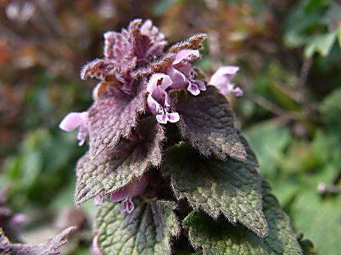 ヒメオドリコソウの群落