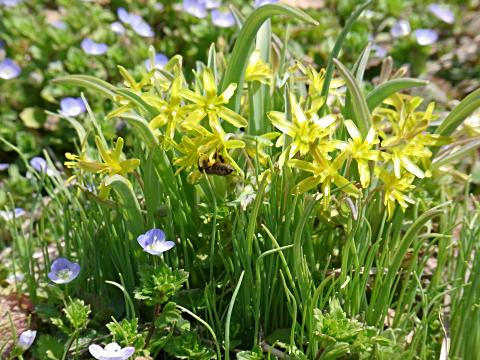 キバナノアマナ