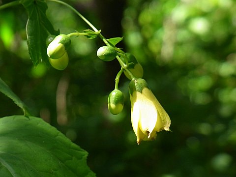 キレンゲショウマ