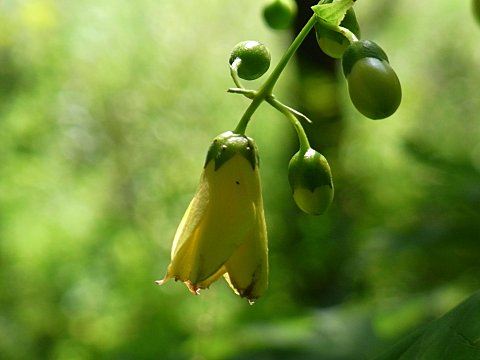 キレンゲショウマ