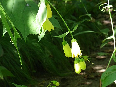キレンゲショウマ
