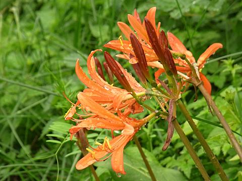 キツネノカミソリ