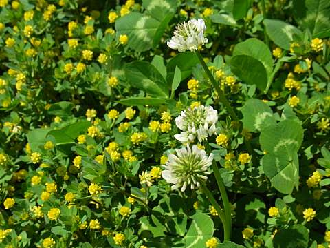 コメツブツメクサ