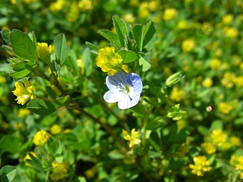 コメツブツメクサ