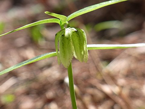 �R�V�m�R�o�C��