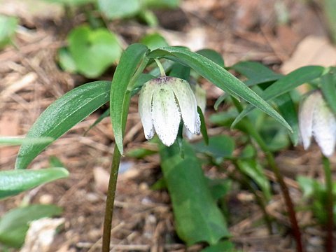 �R�V�m�R�o�C��